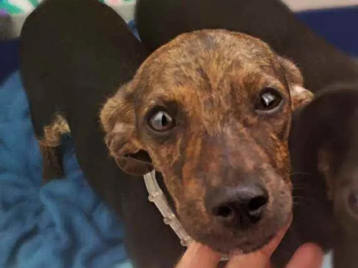 Cachorro ra a Srd idade 7 a 11 meses nome Gina