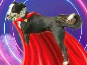 Cachorro raça Srd idade 1 ano nome ZÉ junior