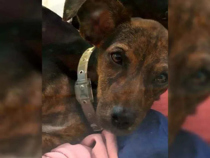 Cachorro ra a Srd idade 7 a 11 meses nome Gina