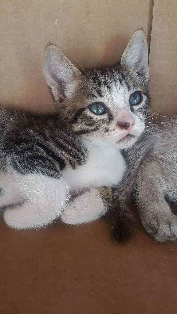 Gato ra a Vira lata idade 2 a 6 meses nome Gatinho