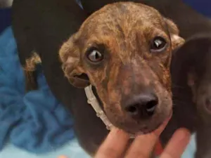 Cachorro raça Srd idade 7 a 11 meses nome Gina
