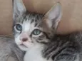 Gatinho