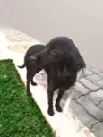 Elisa