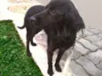 Elisa