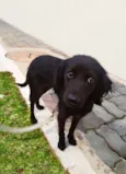 Elisa