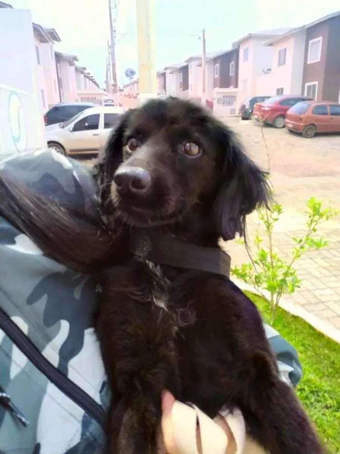 Cachorro ra a srd idade 2 anos nome Elisa