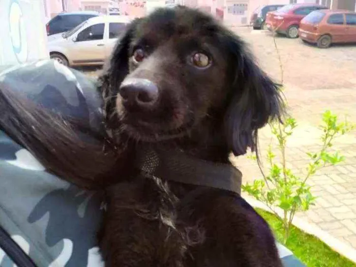 Cachorro ra a srd idade 2 anos nome Elisa