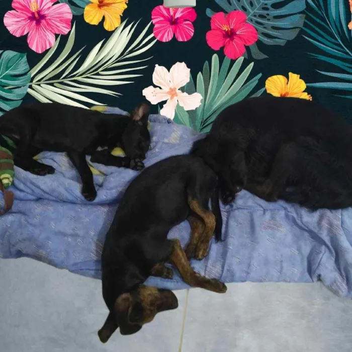 Cachorro ra a srd idade 2 anos nome Elisa