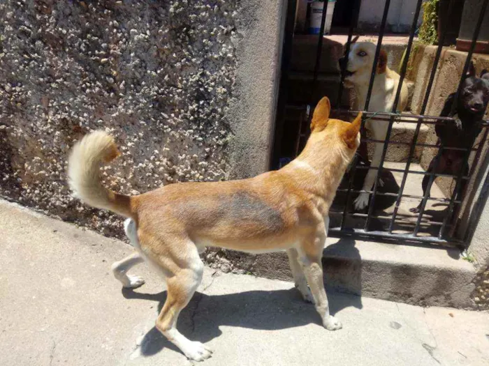 Cachorro raça Srd idade 1 ano nome Trovão