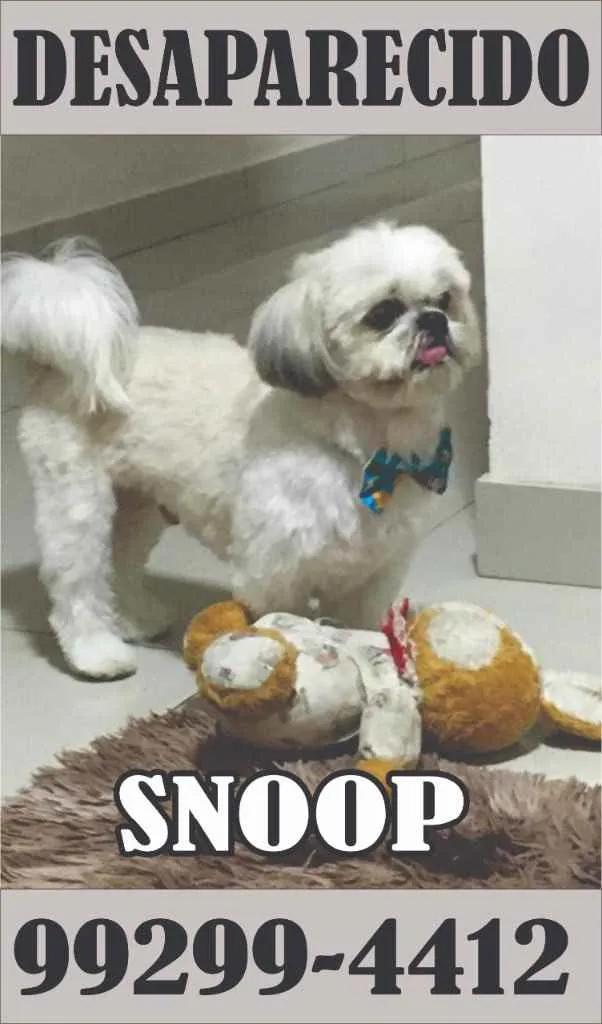 Cachorro raça Shitszu  idade 3 anos nome Snoop