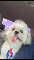 Snoop