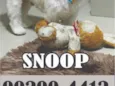 Snoop