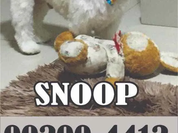 Cachorro raça Shitszu  idade 3 anos nome Snoop