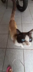 Gato raça Srd idade 1 ano nome Pingo