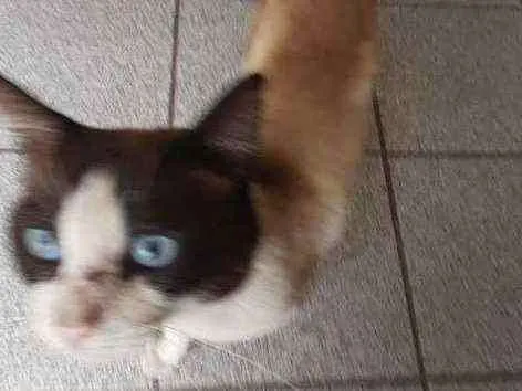 Gato raça Srd idade 1 ano nome Pingo
