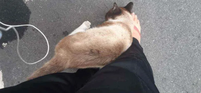 Gato raça Srd idade 1 ano nome Pingo