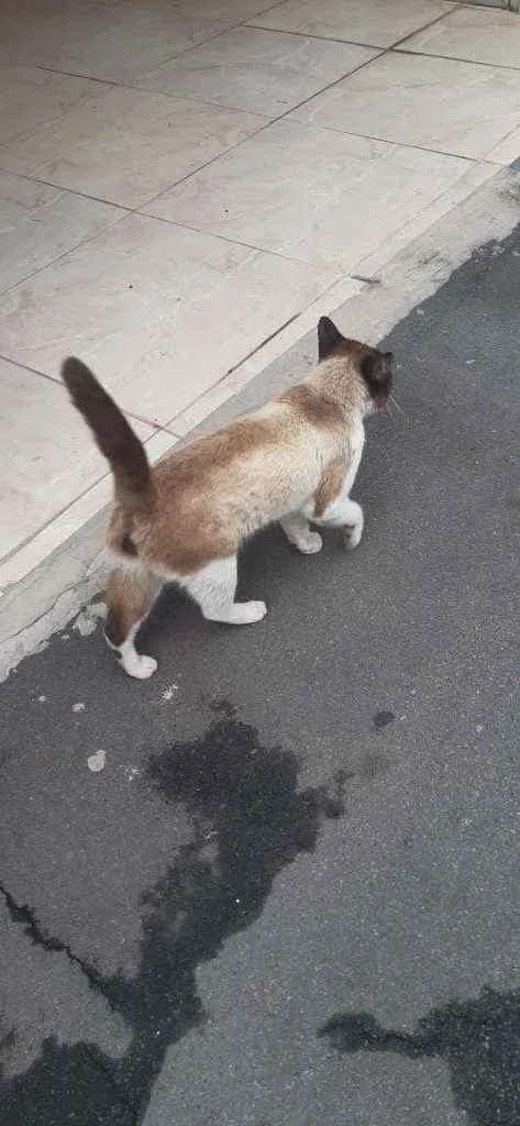 Gato raça Srd idade 1 ano nome Pingo