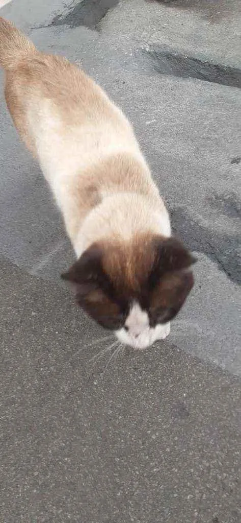 Gato raça Srd idade 1 ano nome Pingo