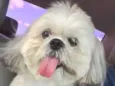 Snoop