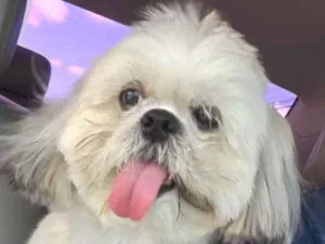 Cachorro raça Shitszu  idade 3 anos nome Snoop