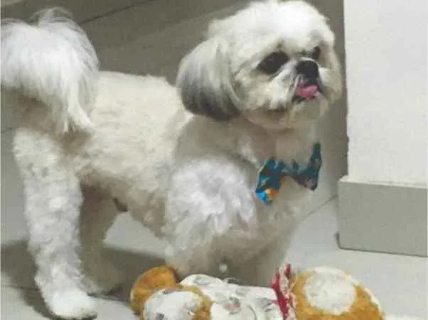 Cachorro raça Shitszu  idade 3 anos nome Snoop