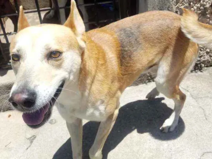 Cachorro raça Srd idade 1 ano nome Trovão