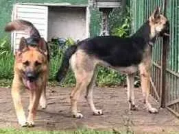 Cachorro raça Pastor Alemão idade 1 ano nome João e Maria