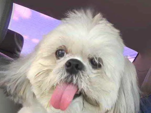 Cachorro raça Shitszu  idade 3 anos nome Snoop