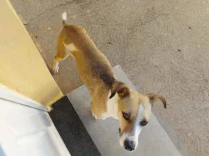 Cachorro raça SRD idade 1 ano nome Princesa