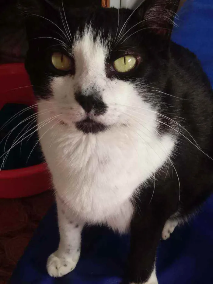 Gato raça Srd idade 4 anos nome Diego