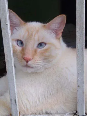 Gato raça Srd idade 1 ano nome Pépe