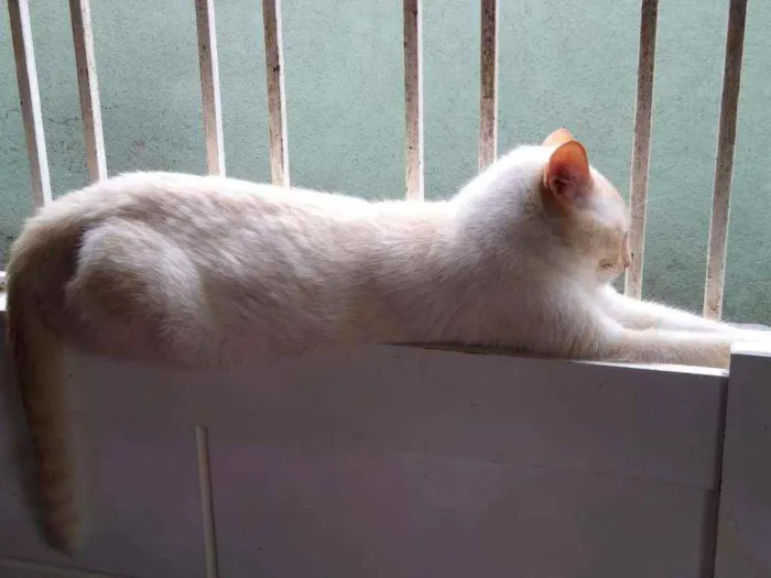Gato ra a Srd idade 1 ano nome Pépe