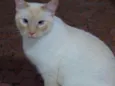 Pépe