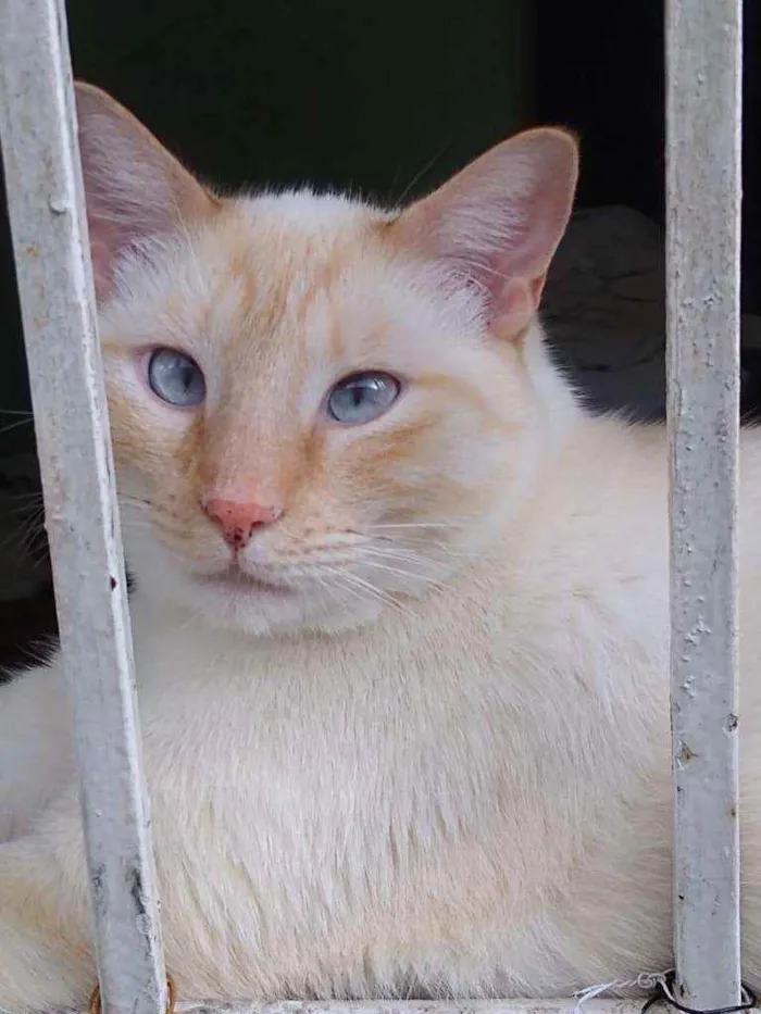 Gato raça Srd idade 1 ano nome Pépe