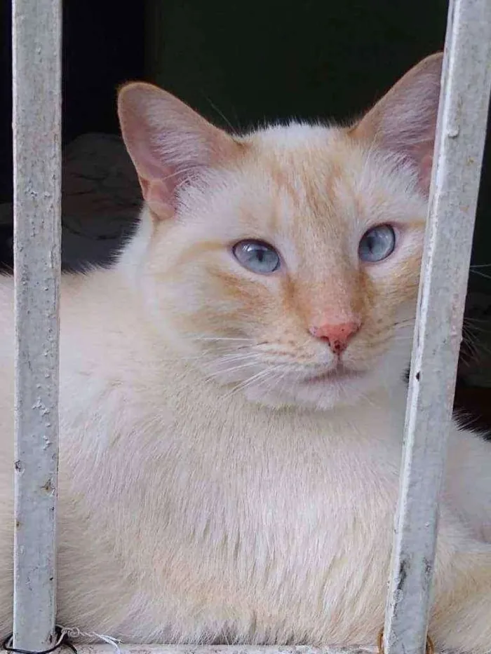 Gato raça Srd idade 1 ano nome Pépe