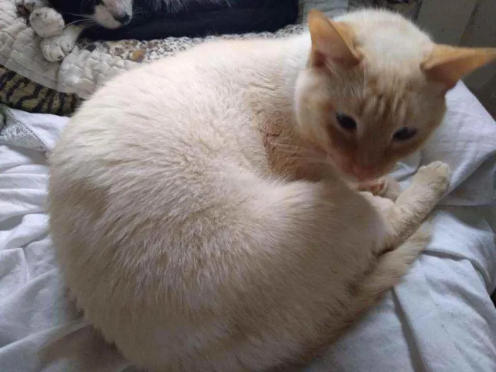 Gato raça Srd idade 1 ano nome Pépe