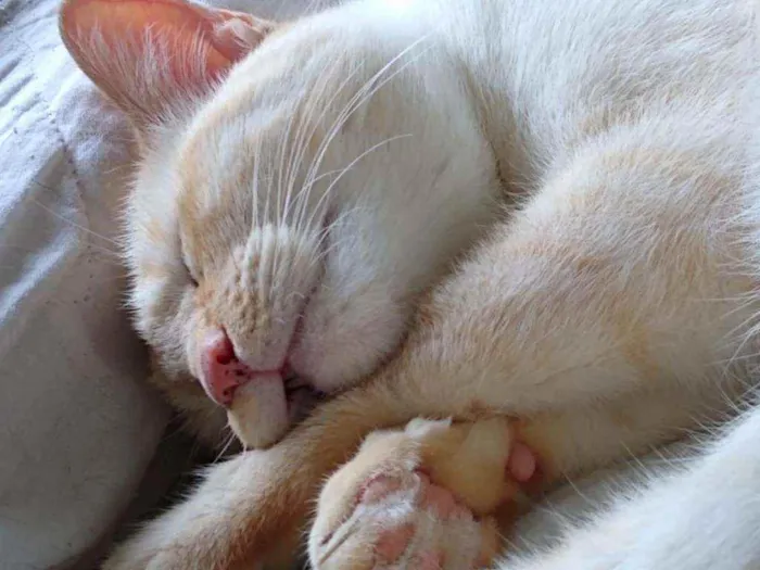 Gato raça Srd idade 1 ano nome Pépe