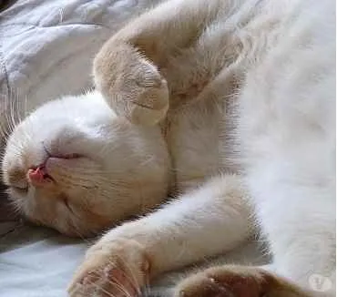 Gato raça Srd idade 1 ano nome Pépe