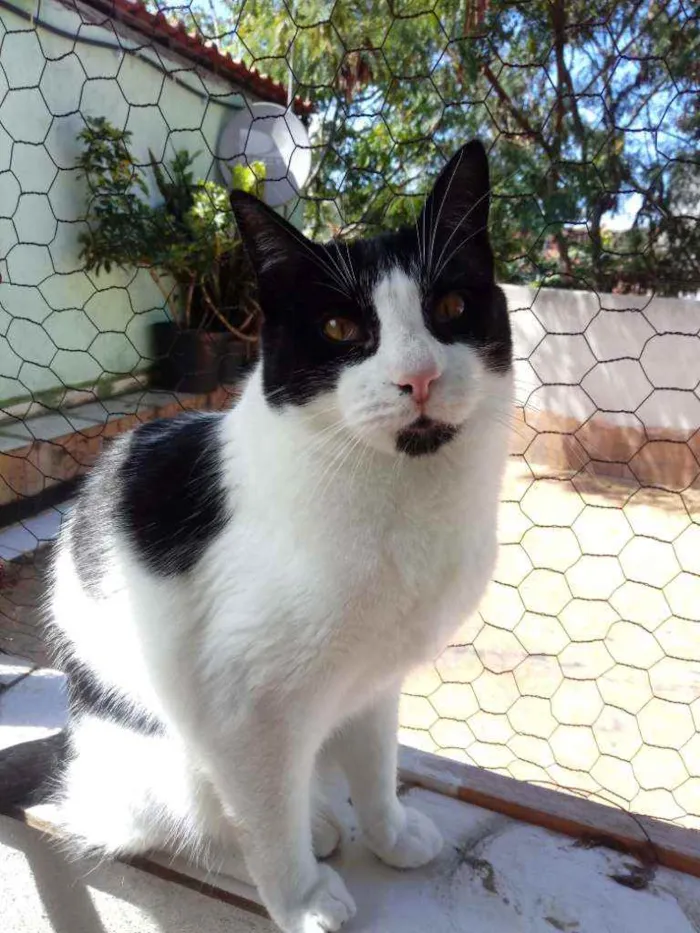 Gato raça Srd idade 1 ano nome Pitoco