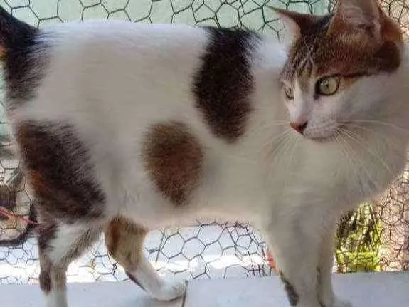 Gato raça Srd idade 3 anos nome Branquinho