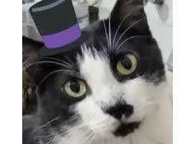 Gato raça Srd idade 4 anos nome Diego