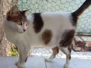 Gato raça Srd idade 3 anos nome Branquinho
