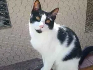 Gato raça Srd idade 1 ano nome Pitoco