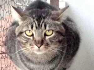 Gato raça Srd idade 1 ano nome Tom