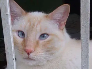 Gato raça Srd idade 1 ano nome Pépe