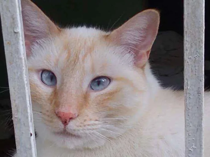 Gato raça Srd idade 1 ano nome Pépe