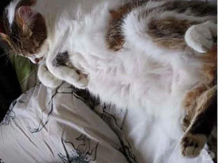 Gato raça Srd idade 3 anos nome Branquinho