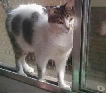 Gato raça Srd idade 3 anos nome Branquinho