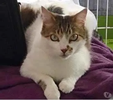 Gato raça Srd idade 3 anos nome Branquinho