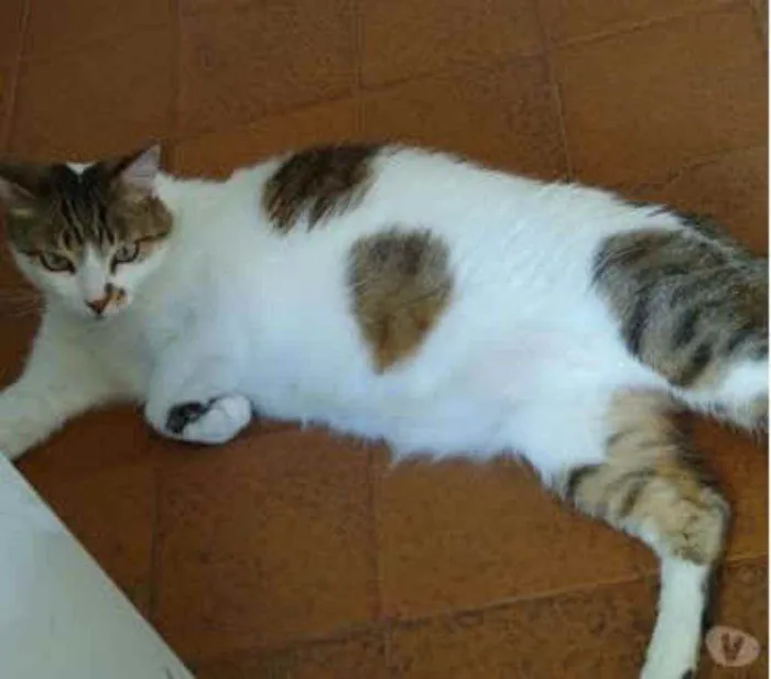 Gato raça Srd idade 3 anos nome Branquinho